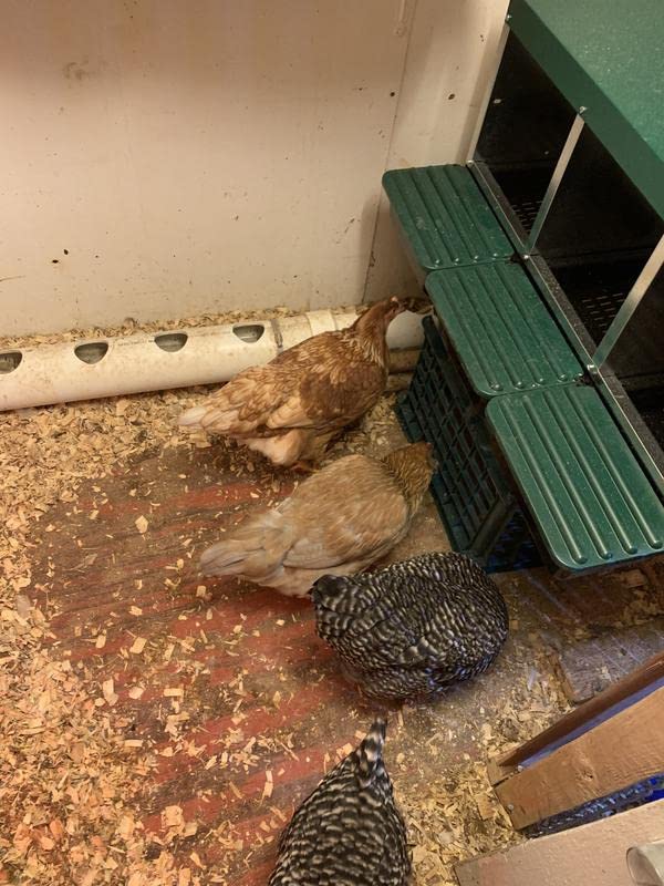 3 Compartment Roll Out Nesting Box for Chickens with Lid Cover R106657
