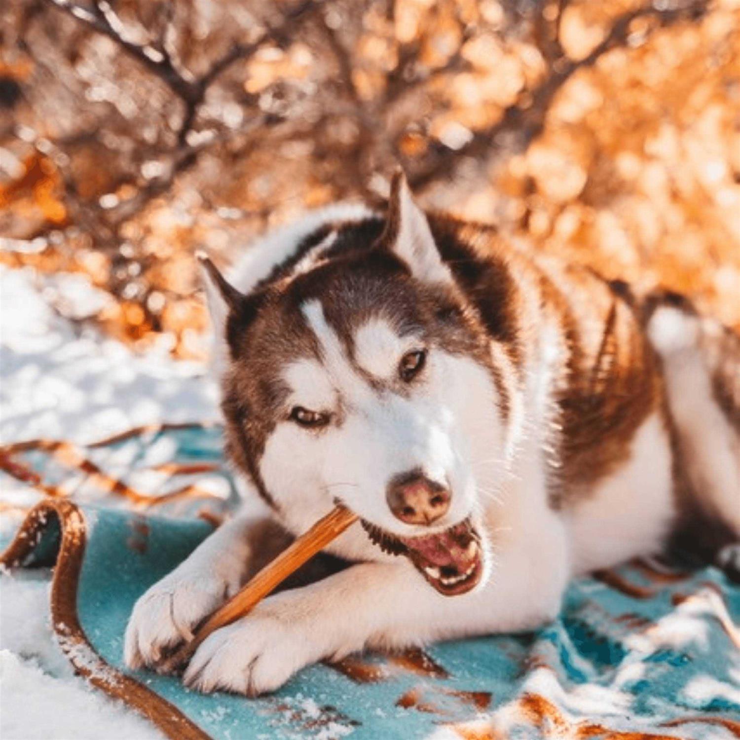 Odor Free Bully Sticks V36852