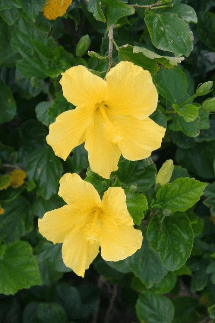 Tropical Hibiscus 'Yellow' in a 4" Pot E9258