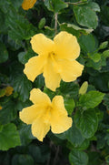 Tropical Hibiscus 'Yellow' in a 4" Pot E9258