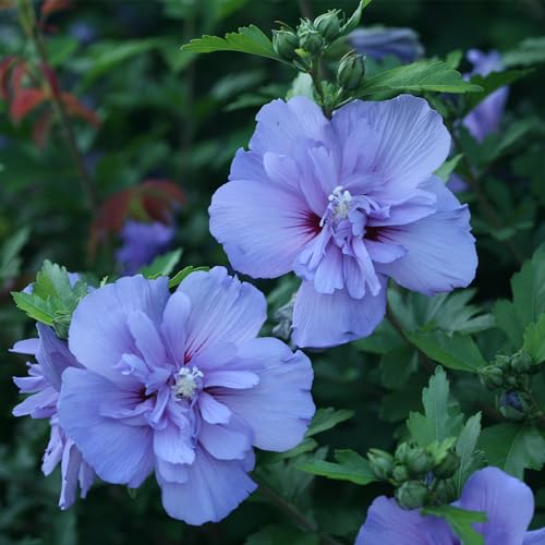 2 Gallon Blue Chiffon Hibiscus K597168