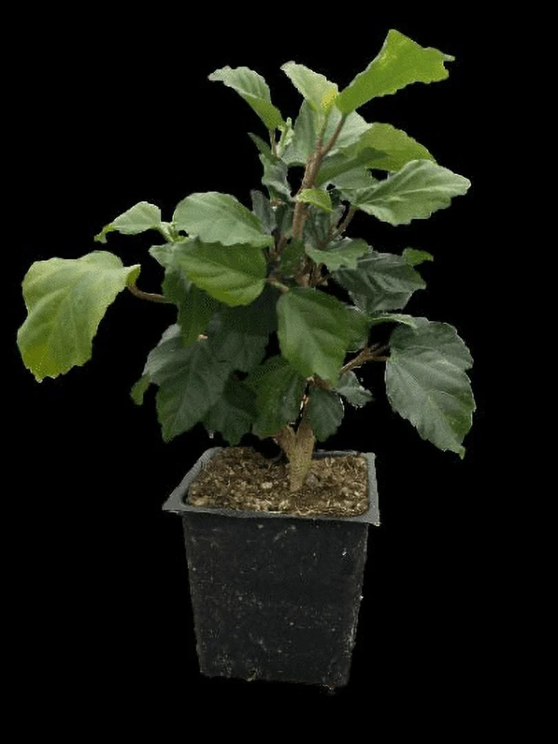 Tropical Hibiscus 'Yellow' in a 4" Pot E9258
