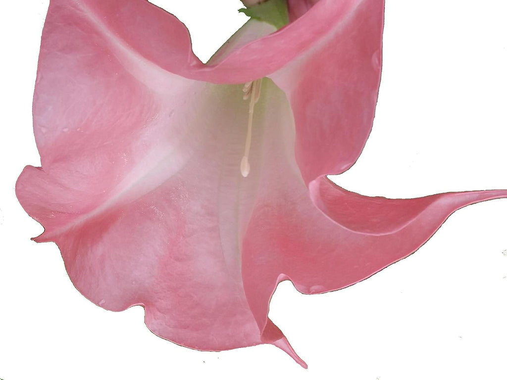 Coral Pink Fragrant Flower Starter Size 4 Inch Pot X811051