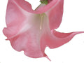 Coral Pink Fragrant Flower Starter Size 4 Inch Pot X811051