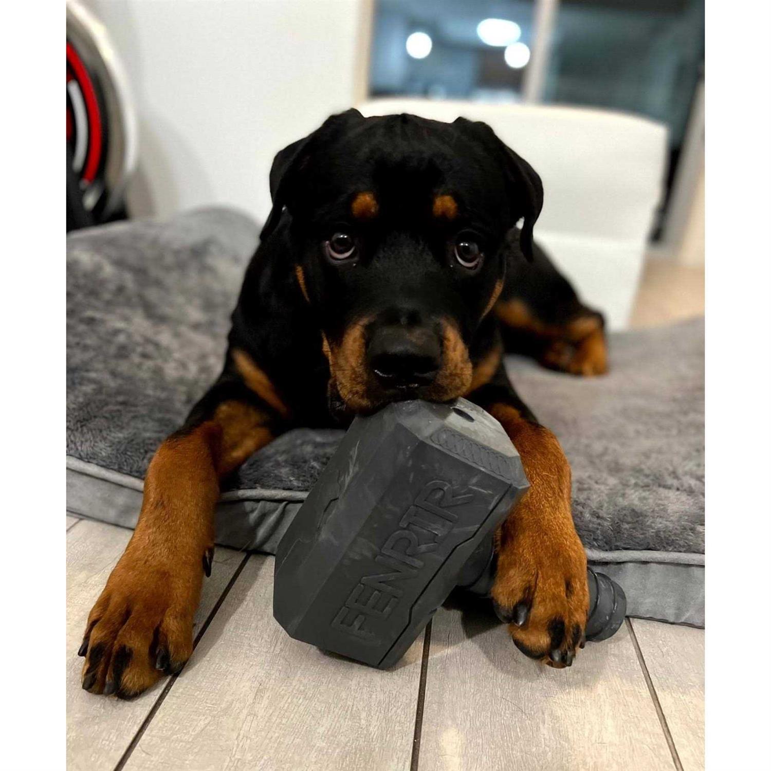 Hammer Chew Toy X518092