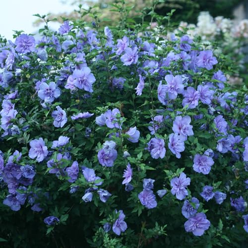 2 Gallon Blue Chiffon Hibiscus K597168
