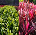 1 Pk 2 Logs Ti Leaf Plant Cuttings P4553