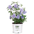2 Gallon Blue Chiffon Hibiscus K597168