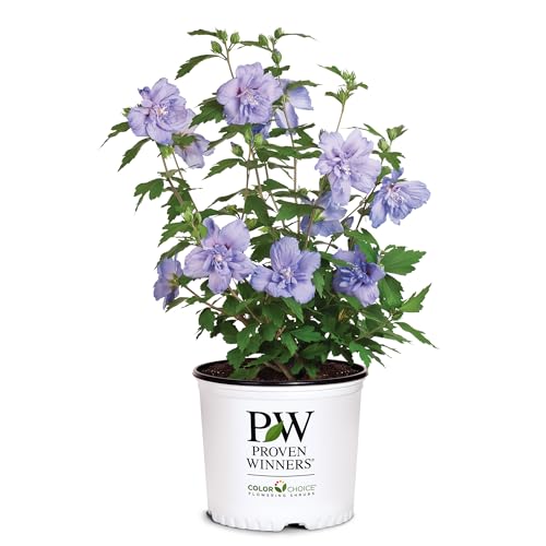 2 Gallon Blue Chiffon Hibiscus K597168