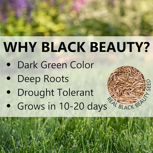 Black Beauty Shady Nooks Grass Seed 3 lb V739